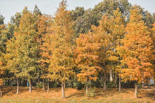 3【标题】大朗落羽杉红了 (6)~1.jpg