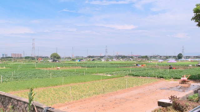 0811菜农抓紧时机复耕复产_2021-08-11_15-55-51.jpg