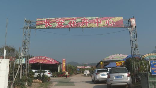 长安花卉市场年花上市ntld_2022-01-08_16-21-_结果.jpg