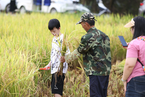 1【标题】金秋八月稻香四溢 凤山稻田开镰收割.JPG