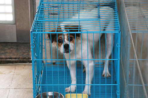4【标题】爱宠接种狂犬疫苗最好一年两次.JPG