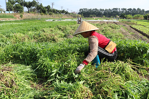 3【标题】入秋菜农进入了新一轮的耕种.JPG