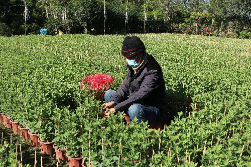 3.大朗：天气晴朗年花长势良好~1.jpg