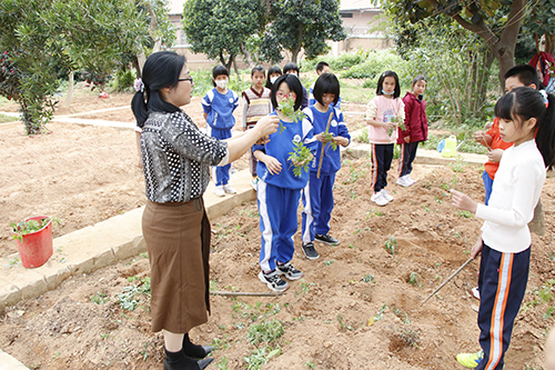 2【标题】新民小学“和雅中草药园”开始“动工”.JPG