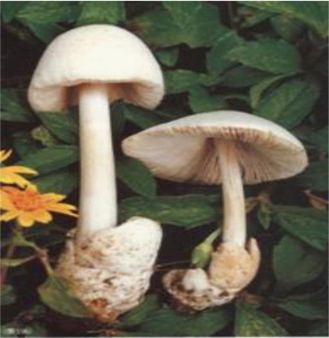 （粘盖包脚菇）.png