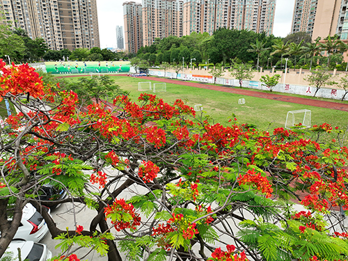 3【标题】凤凰花开装点初夏.JPG