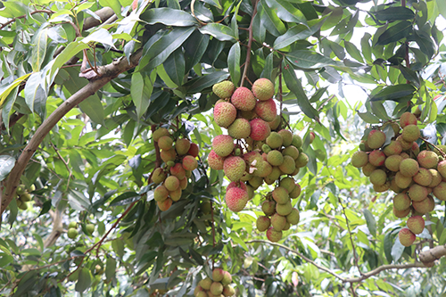 1【标题】本地妃子笑大熟上市  销售形势喜人.JPG