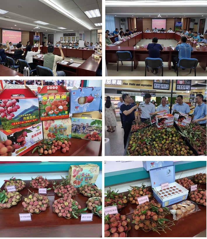 20230625发挥联合体优势 打造供销特色品牌助力荔枝产业高质量发展——东莞市岭供荔枝产业联合体召开2023年年会.jpg