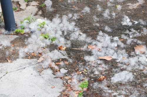3【标题】“五月飘雪”木棉花絮漫天飞.JPG