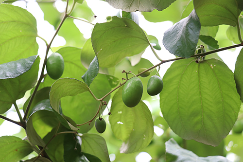 4【标题】受雨水天影响 青枣减产近五成.JPG