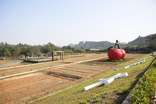 3【标题】凤山农业园开始种植油菜花.JPG