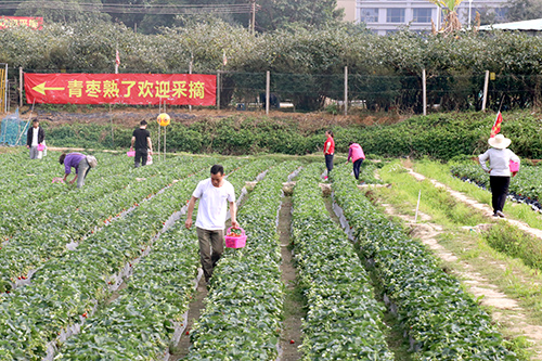 2【标题】春节假期：市民摘草莓亲子乐.JPG
