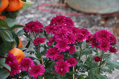 3【标题】节后年花护理有讲究.JPG