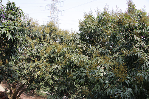 3【标题】春季荔枝保花是重点.JPG