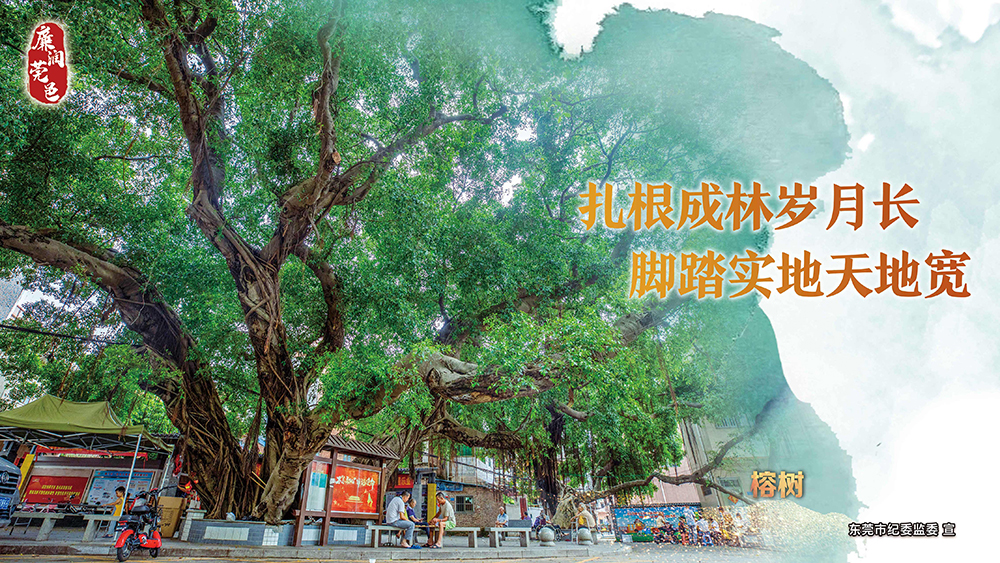 榕树.jpg