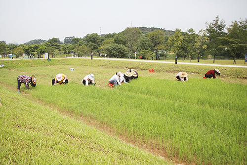 1【标题】凤山加强花海管理.JPG