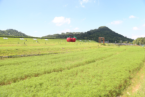 4【标题】凤山加强花海管理.JPG