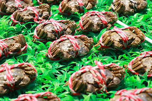 3【标题】品蟹好时节.JPG