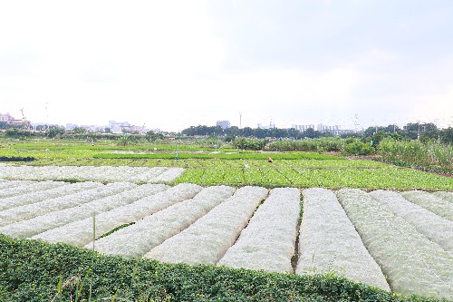 3【标题】菜农进入了新一轮耕种 (2)~1.jpg