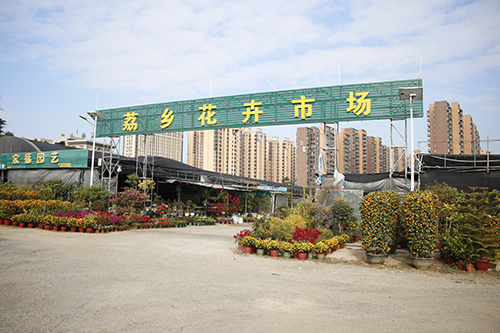 2【标题】各大年花销售商正积极准备年花销售市场.JPG