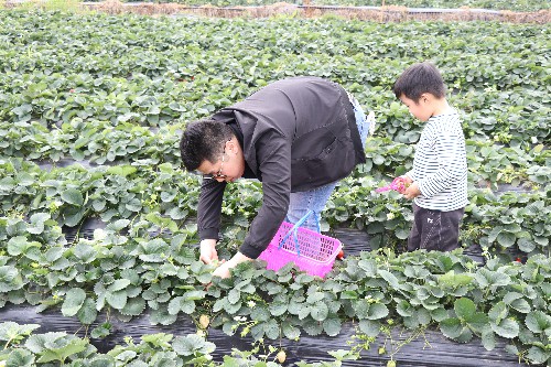 3【标题】春节市民享受田园家庭乐 (5)~1.jpg