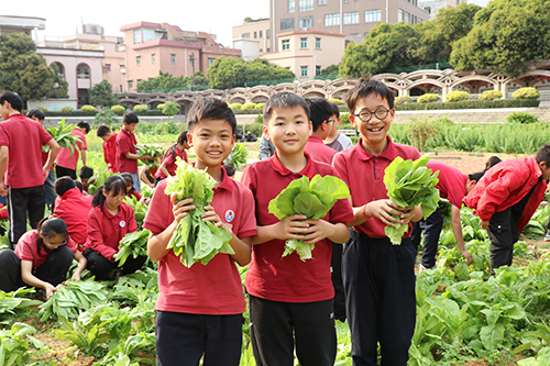 3【标题】鸣凤学子化身“小菜农” 感受丰收的喜悦.JPG