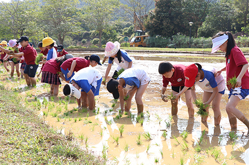 1【标题】凤山郊野公园开始种植水稻.JPG