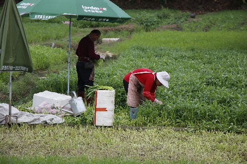 4【标题】菜农改种空心菜应对雨季 (2)~2.jpg