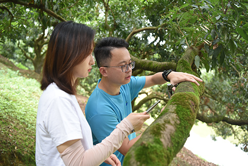 2【标题】探秘荔枝成长季 见证新农人匠心.JPG