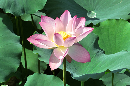 3【标题】初夏荷花悄然绽放.JPG