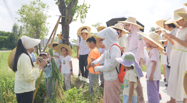“百千万&middot;莞一夏”收割稻谷做月饼 亲子沉浸式体验“厚街欢乐”.png