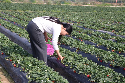 格式工厂4【标题】草莓春节迎采摘高峰1.jpg