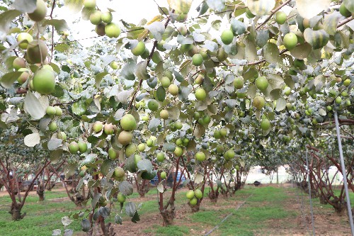 2【标题】青枣预计即将可以采摘 (6)~1.jpg