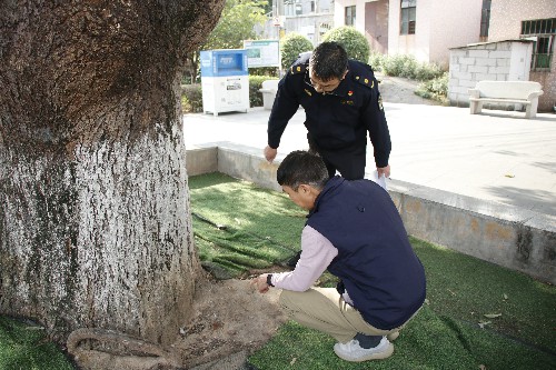 4【标题】大朗城管专项巡查百年古树  (3)~1.jpg