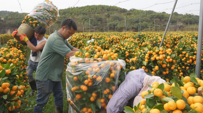 预订超6成！厚街年桔热销海内外.jpg