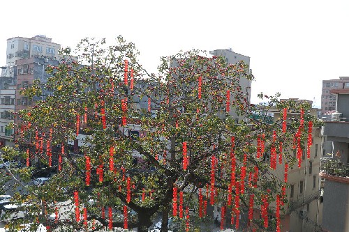 2【标题】大朗木棉绽放迎马年 (9)~2.jpg