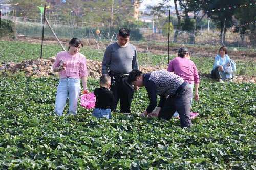 2【标题】新年假期市民摘草莓亲子乐 (5)~2.jpg