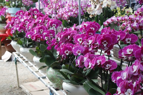 3【标题】节后年花养护有妙方 (1)~1.jpg