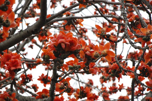 3【标题】木棉花汤药物价值高 食用需谨慎 (2)~1.jpg
