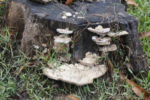 格式工厂4【标题】野生蘑菇莫乱吃 小心中毒2.jpg