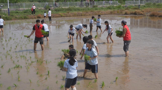 党员学子助力插秧 厚街春季水稻种植面积1436亩.jpg