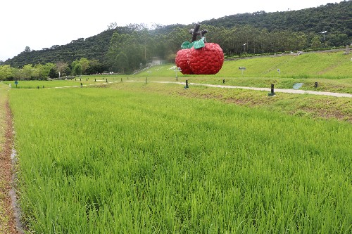 4【标题】凤山水稻长势喜人 (8)~1.jpg