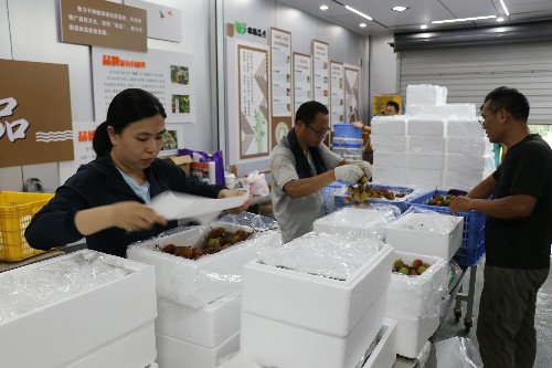 1【标题】荔枝冷链包装 护航鲜味走向全国 (2)~1.jpg