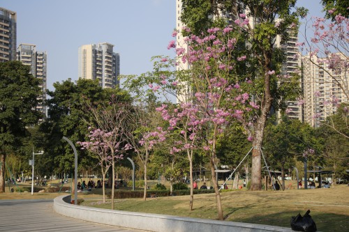 格式工厂3【标题】紫花盛开 扮靓中心公园 (6).jpg