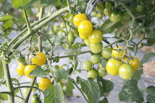 3【标题】小番茄进入成熟采摘期 (7)~1.jpg