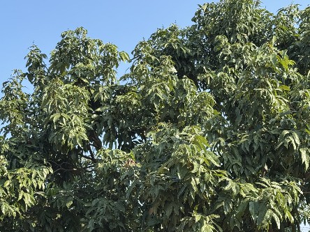 3【标题】荔枝花崭露新芽 (2)~1.jpg