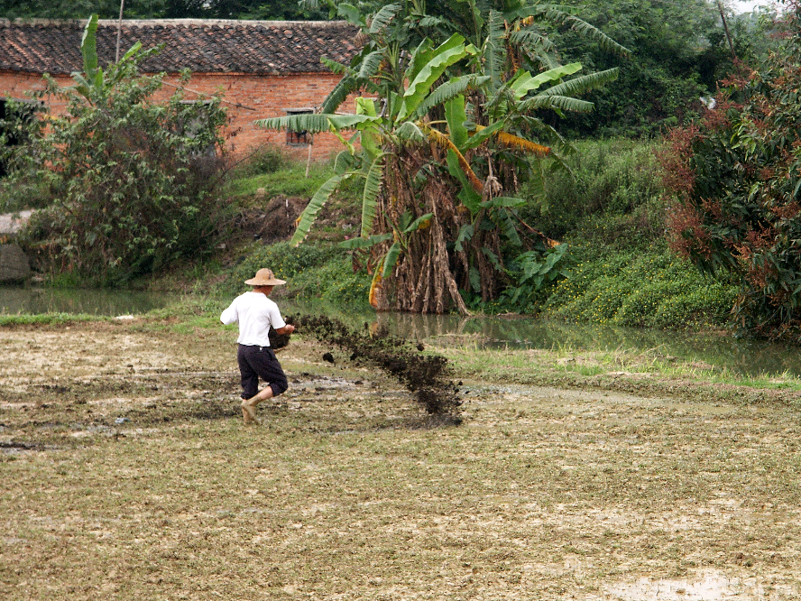 施肥（2003）.JPG