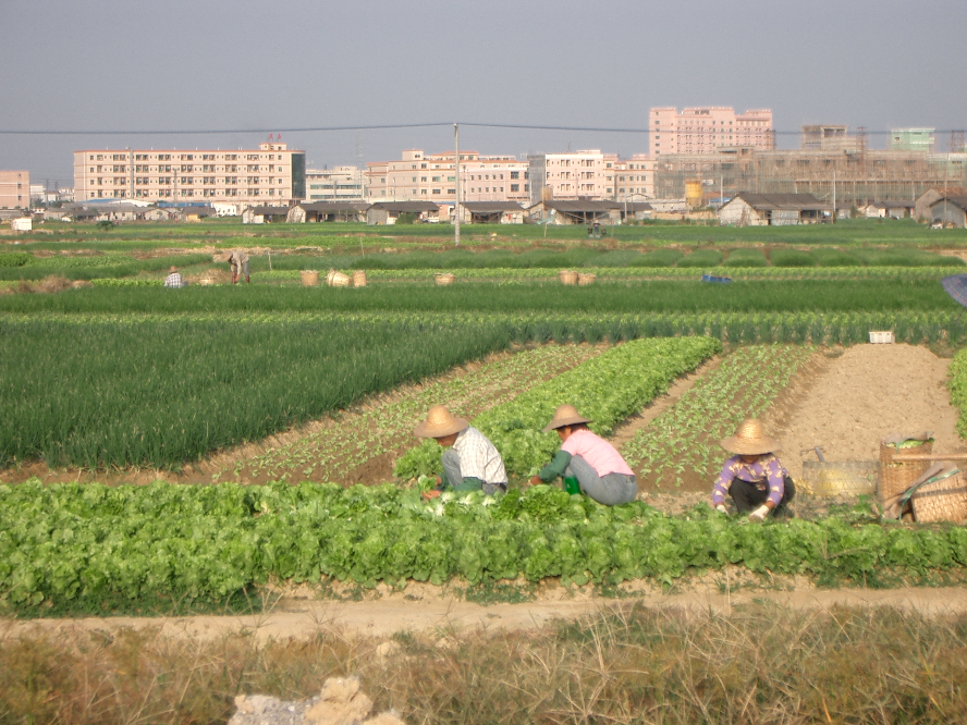庙边王菜地）2003）.JPG
