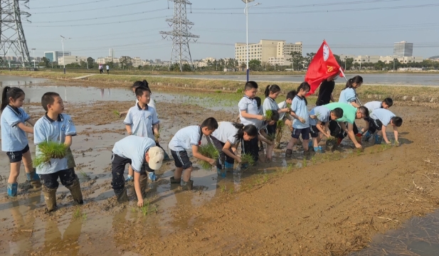 厚街：春耕正当时 学子下田体验“粒粒皆辛苦”.jpg