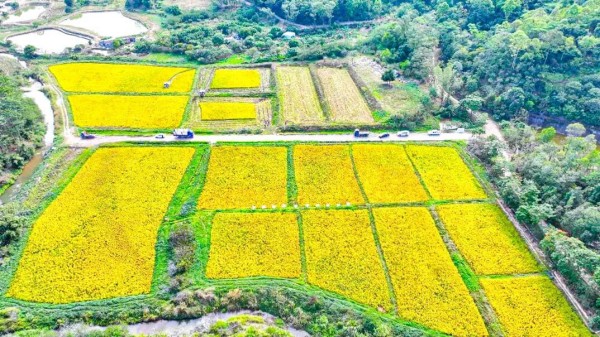 稻浪飘香迎丰收！清溪镇233亩优质早稻颗粒归仓